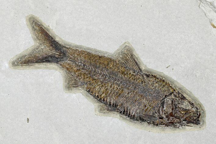 Gorgeous, Fossil Fish (Knightia) - Green River Formation #179248